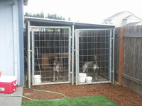 Dog Run